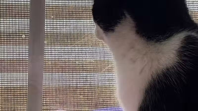 Grosse Ile Animal Shelter - Grosse Ile Township,