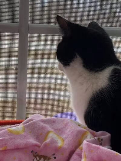 Grosse Ile Animal Shelter - Grosse Ile Township,