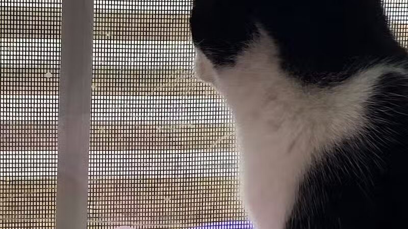 Grosse Ile Animal Shelter - Grosse Ile Township,