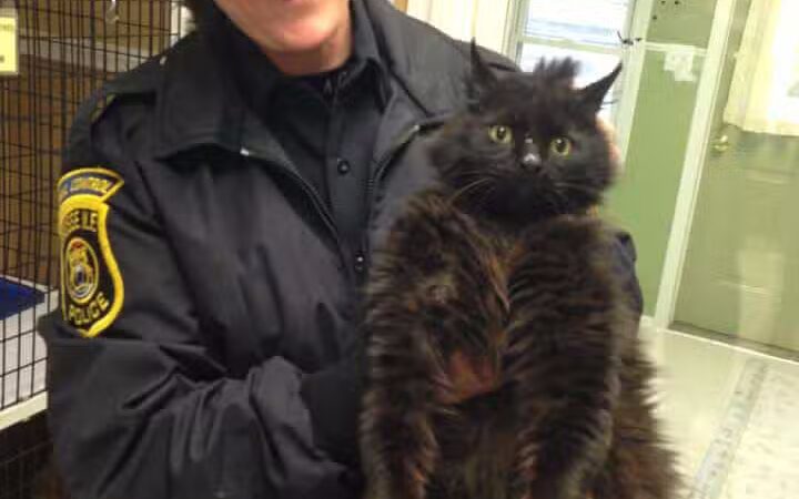 Grosse Ile Animal Shelter - Grosse Ile Township,