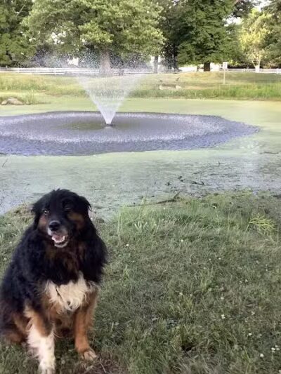 Grosse Ile Twp Centennial Farms - Grosse Ile Township,