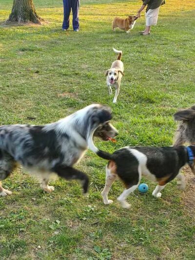 Grosse Ile Twp Centennial Farms - Grosse Ile Township,