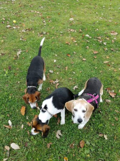 Grosse Ile Twp Centennial Farms - Grosse Ile Township,