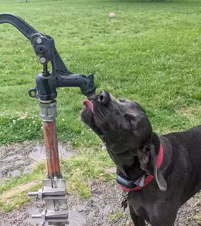 Grosse Ile Twp Centennial Farms - Grosse Ile Township,