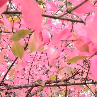 Grosse Ile Woods Open Space - Grosse Ile Township,