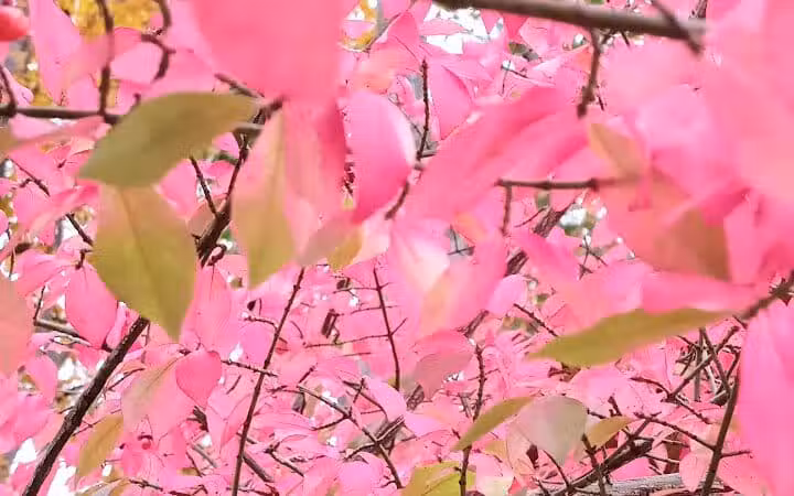 Grosse Ile Woods Open Space - Grosse Ile Township,