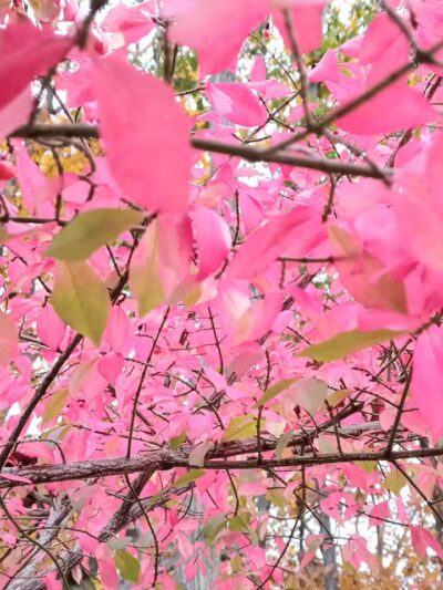 Grosse Ile Woods Open Space - Grosse Ile Township,