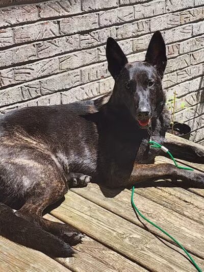 Island Pawadise - Grosse Ile Township,