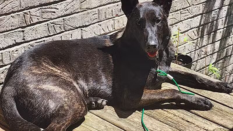 Island Pawadise - Grosse Ile Township,