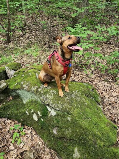 Island Pawadise - Grosse Ile Township,