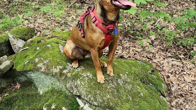 Island Pawadise - Grosse Ile Township,