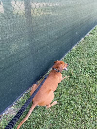 Island Pawadise - Grosse Ile Township,