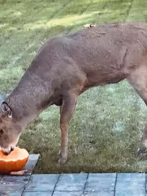 Grosse Ile Woods Open Space - Grosse Ile Township,