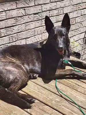 Island Pawadise - Grosse Ile Township,