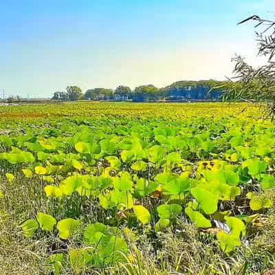Refuge - Grosse Ile Township,