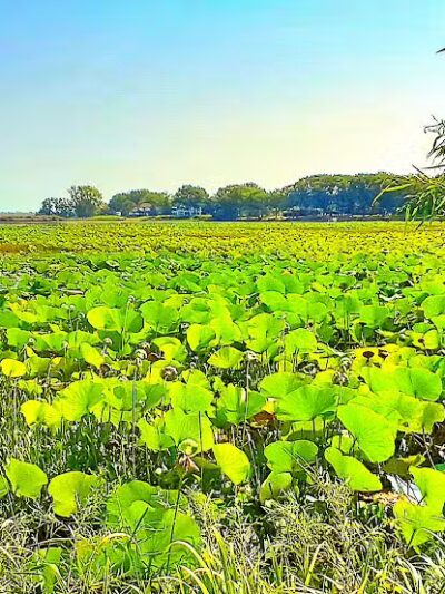 Refuge - Grosse Ile Township,