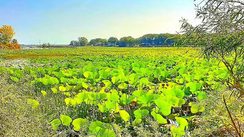 Refuge - Grosse Ile Township,