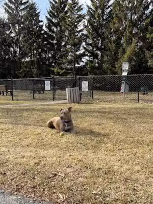 Grosse Pointe Shores Dog Park - Grosse Pointe Shores,