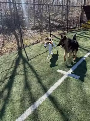 Fun. Play. Bark. - Groton, CT