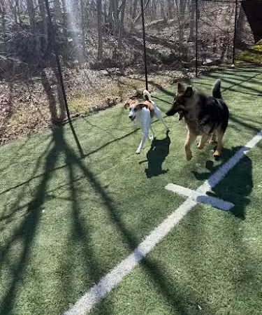 Fun. Play. Bark. - Groton, CT