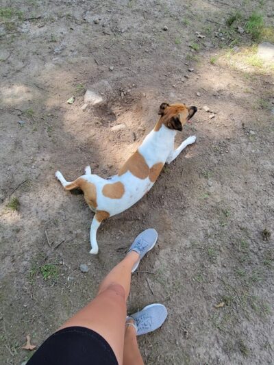 Fun. Play. Bark. - Groton, CT