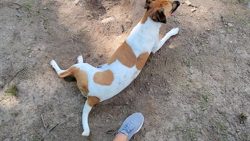 Fun. Play. Bark. - Groton, CT