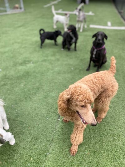 Fun. Play. Bark. - Groton, CT