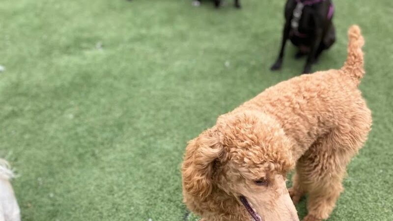 Fun. Play. Bark. - Groton, CT