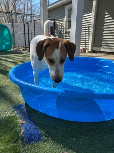 Fun. Play. Bark. - Groton, CT
