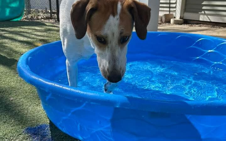 Fun. Play. Bark. - Groton, CT