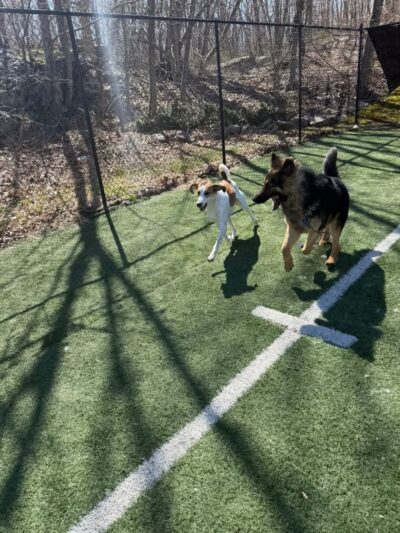 Fun. Play. Bark. - Groton, CT