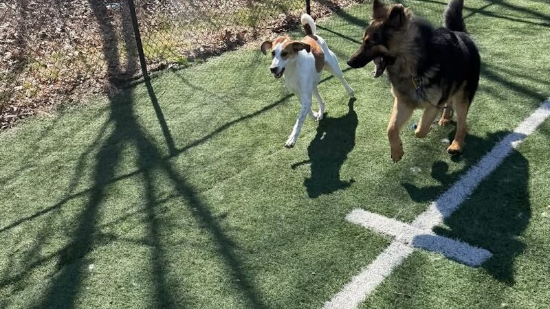 Fun. Play. Bark. - Groton, CT