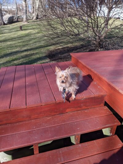 Fun. Play. Bark. - Groton, CT