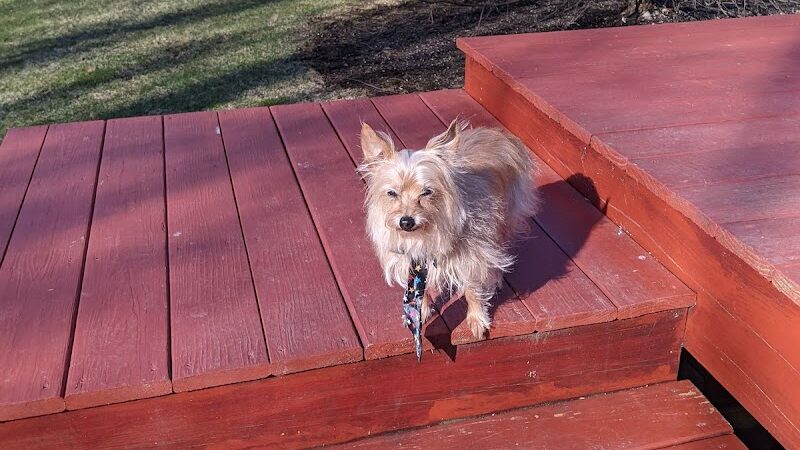 Fun. Play. Bark. - Groton, CT