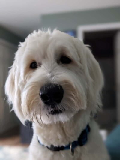 Fun. Play. Bark. - Groton, CT