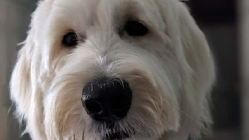 Fun. Play. Bark. - Groton, CT