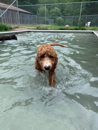 Fun Play Bark Lodge - Groton, CT