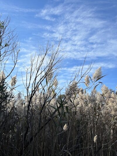 Poquonnock River Boardwalk - Groton, CT