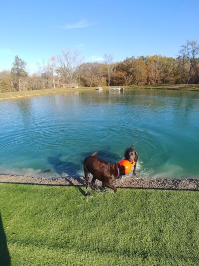 Happy Hounds Playground - Membership Dog Park - Grover, MO
