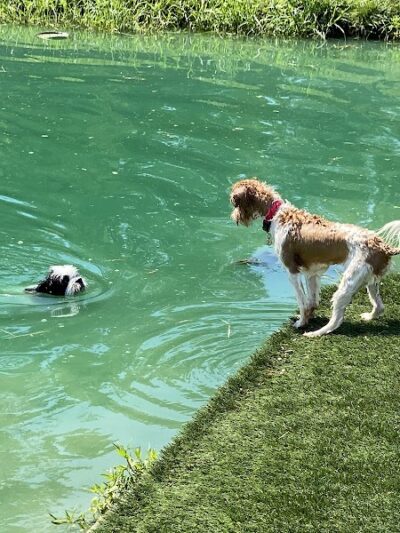 Happy Hounds Playground - Membership Dog Park - Grover, MO