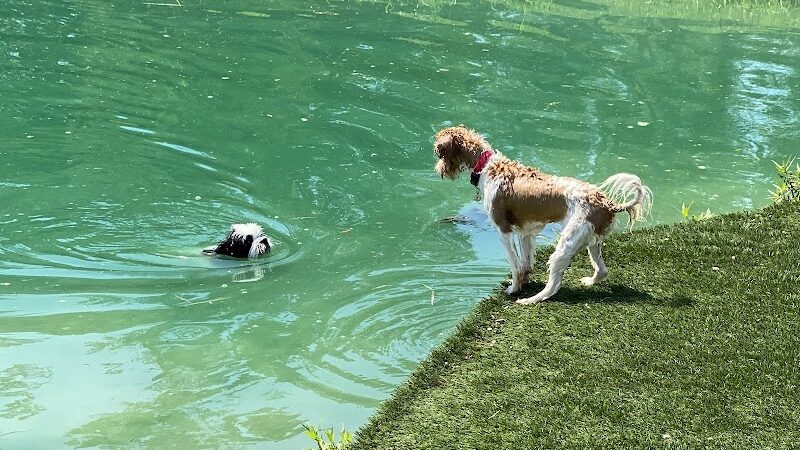 Happy Hounds Playground - Membership Dog Park - Grover, MO