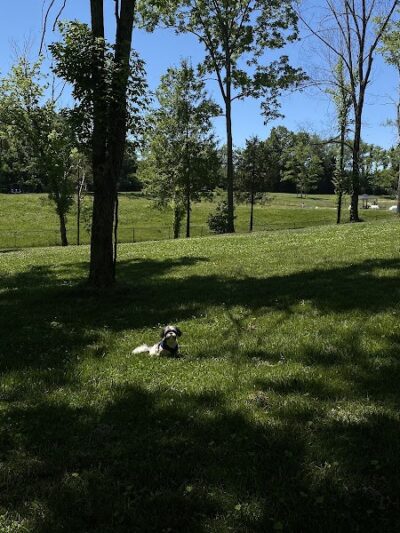 Happy Hounds Playground - Membership Dog Park - Grover, MO