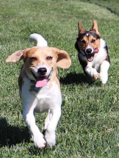 Happy Hounds Playground - Membership Dog Park - Grover, MO