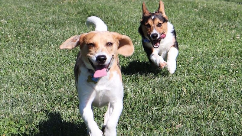 Happy Hounds Playground - Membership Dog Park - Grover, MO