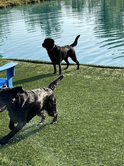 Happy Hounds Playground - Membership Dog Park - Grover, MO