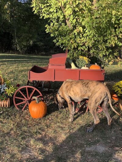 Happy Hounds Playground - Membership Dog Park - Grover, MO