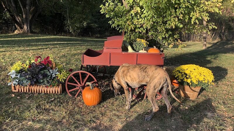 Happy Hounds Playground - Membership Dog Park - Grover, MO