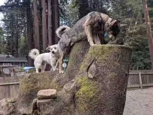 Bruno Farnocchia Dog Park - Guerneville, CA