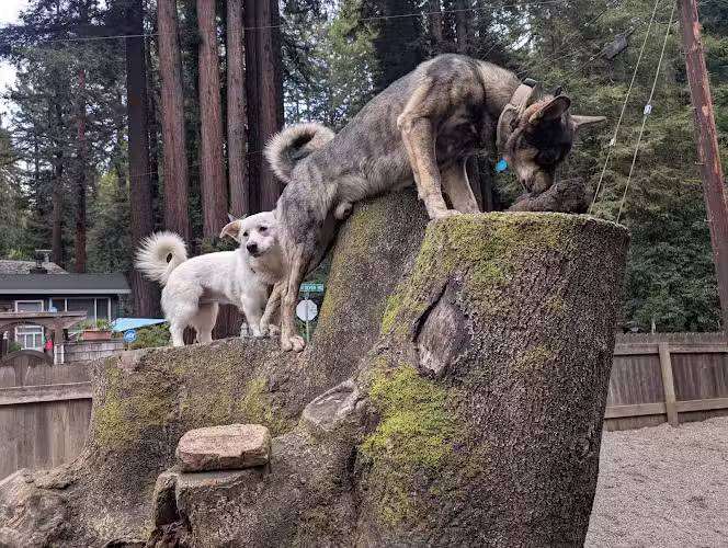Bruno Farnocchia Dog Park - Guerneville, CA