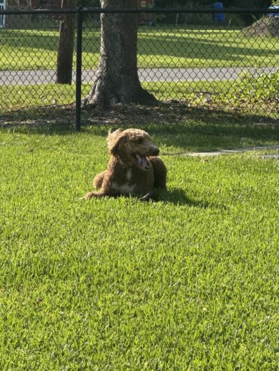 Bark Park - Gulfport, MS